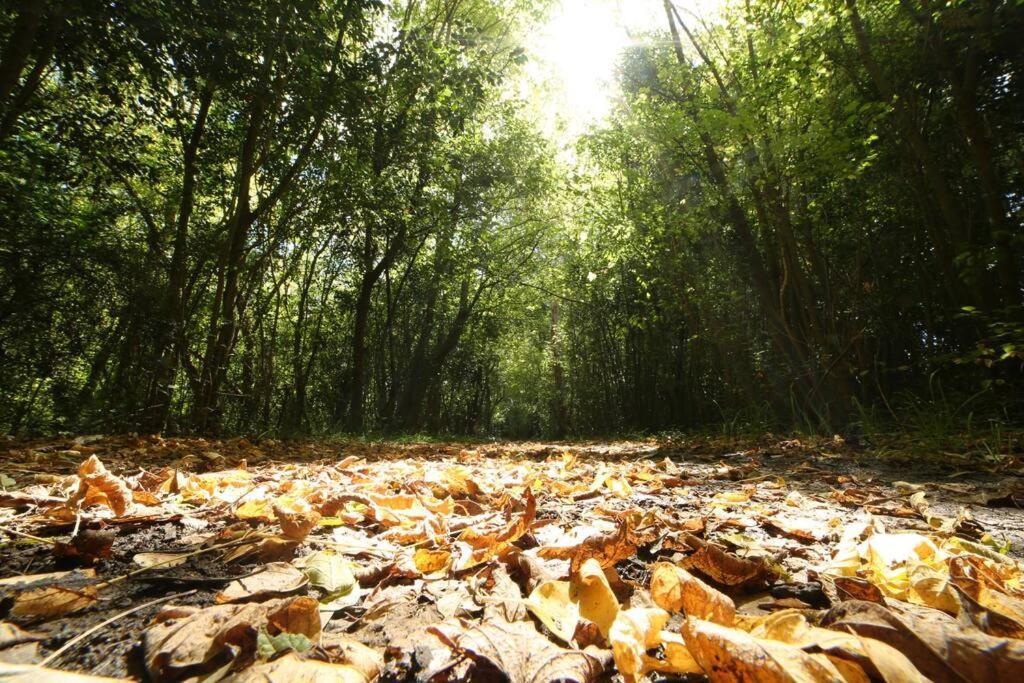 Vila Bosques Del Colorado.Relax En El Bosque Los Cerrillos Exteriér fotografie